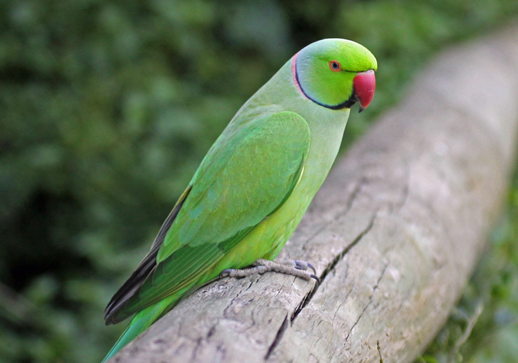 India's 'Birdman' Feeds Thousands Of Parakeets Daily