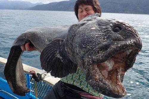 Japanese Fisherman Reels In Monster Wolffish