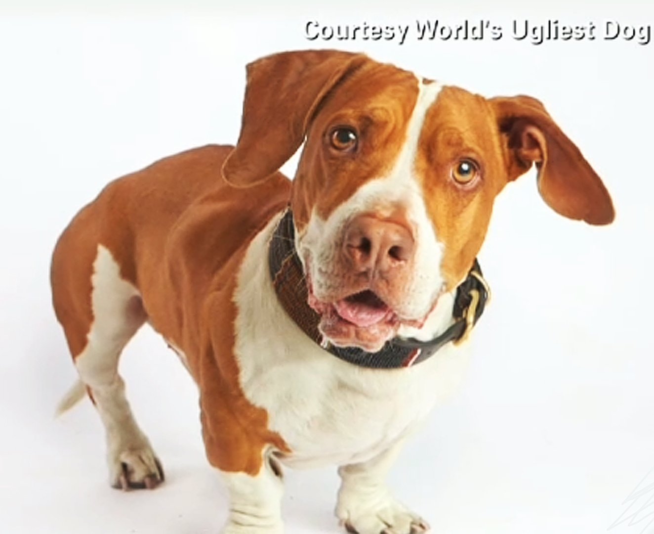 Beagle, Boxer, Basset Mix Impresses At 25th 'World's Ugliest Dog' Contest