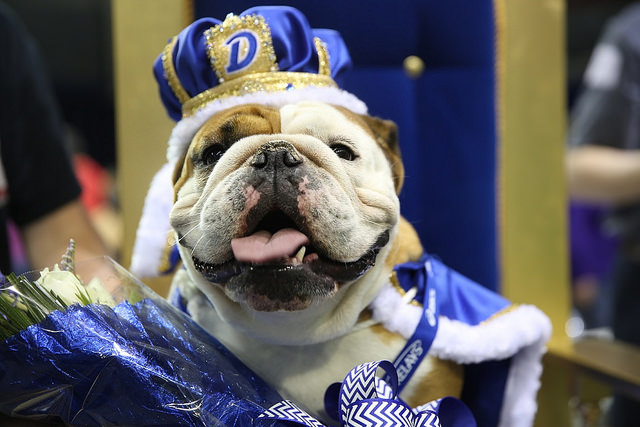 Two-Year-Old Tank Wins Drake University's 36th "Most Beautiful Bulldog" Contest