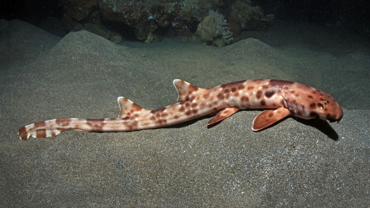Researchers Discover Four New Species Of Walking Sharks!