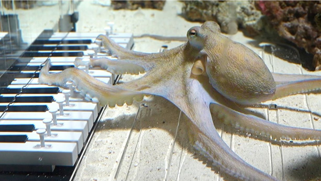 Famous Piano-Playing Octopus Retires
