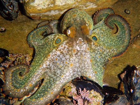 Light Sensitive Proteins Enable Octopuses To "See" With Their Skin
