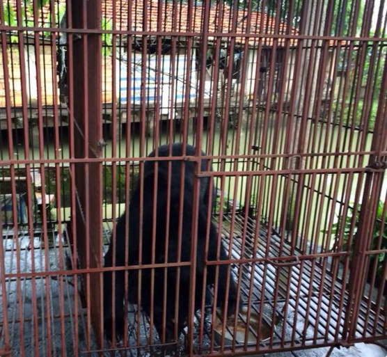 Free At Last! Tuffy The Bear Rejoices After Being Rescued From Bile Farm