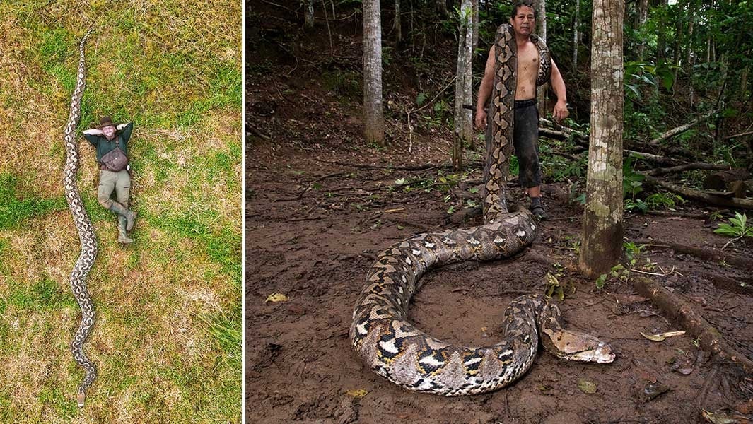 World’s Longest Wild Snake Discovered In Indonesia