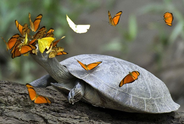 Why Amazonian Butterflies Hover Over Yellow-Spotted Turtles