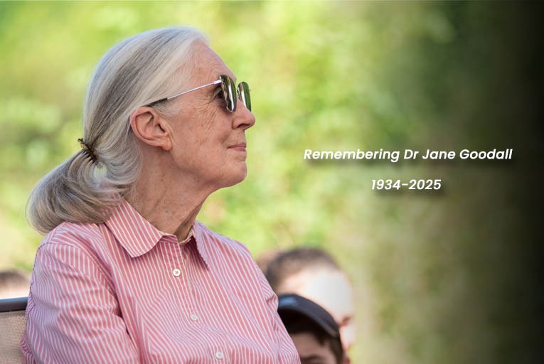 Trailblazing Primatologist, Dr. Jane Goodall, Dies At 91