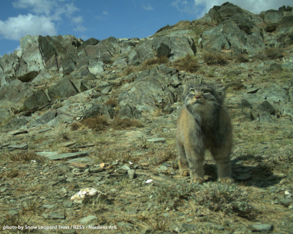 Video Of The Week - Rare Pallas's Cats Captured On Camera In Mongolia
