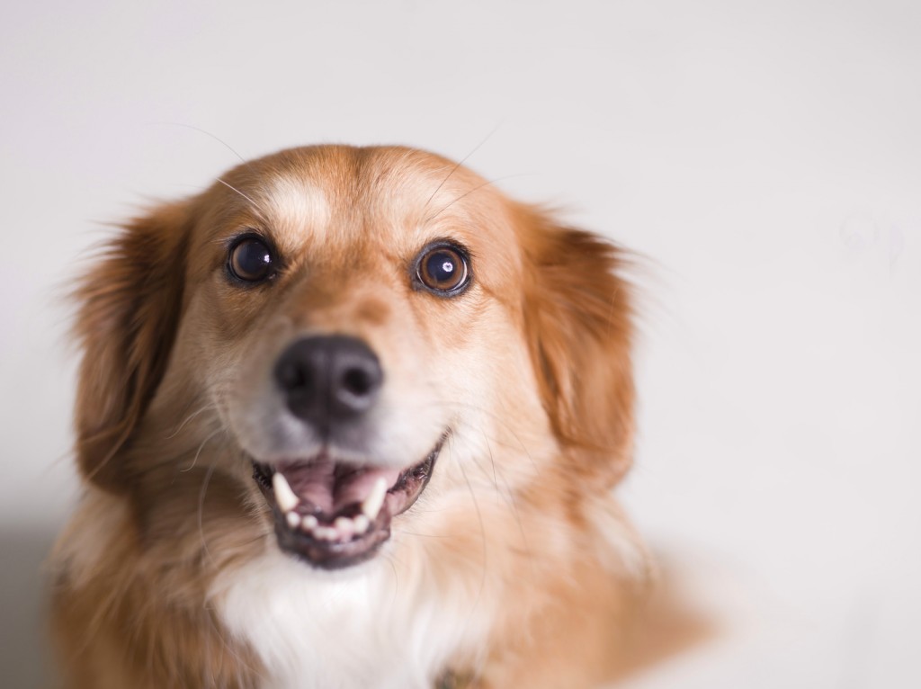 Surprise! Your Dog Can Tell If You Are Happy Or Angry
