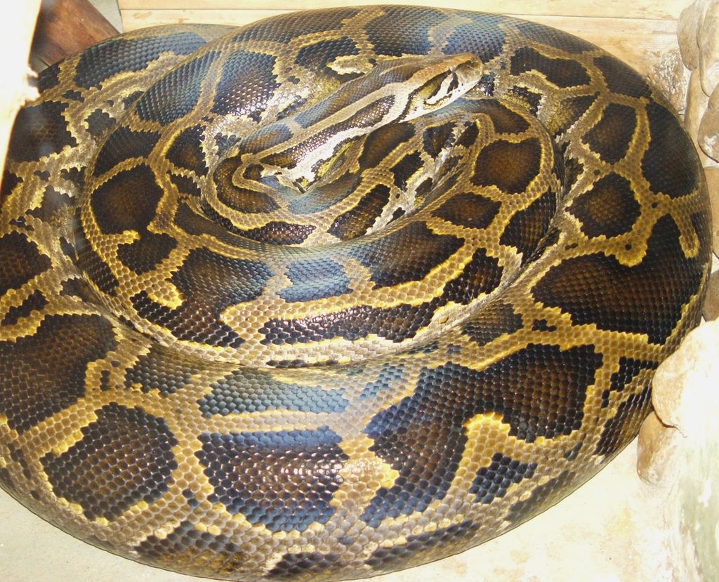 Can't Decide On A Pet? - How About A Python