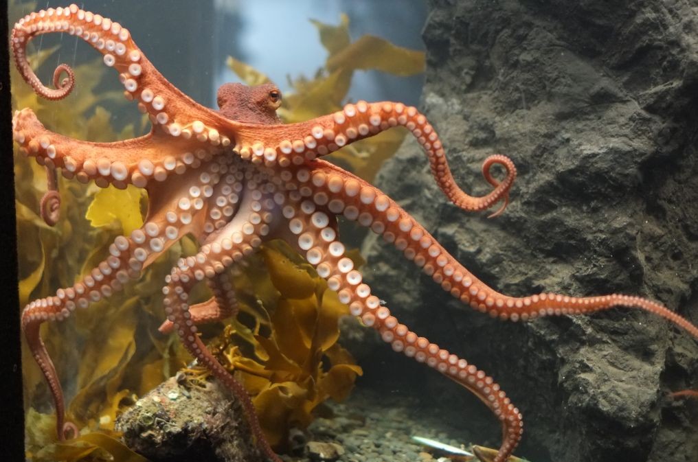 How Octopuses Avoid Getting Tangled Around Themselves