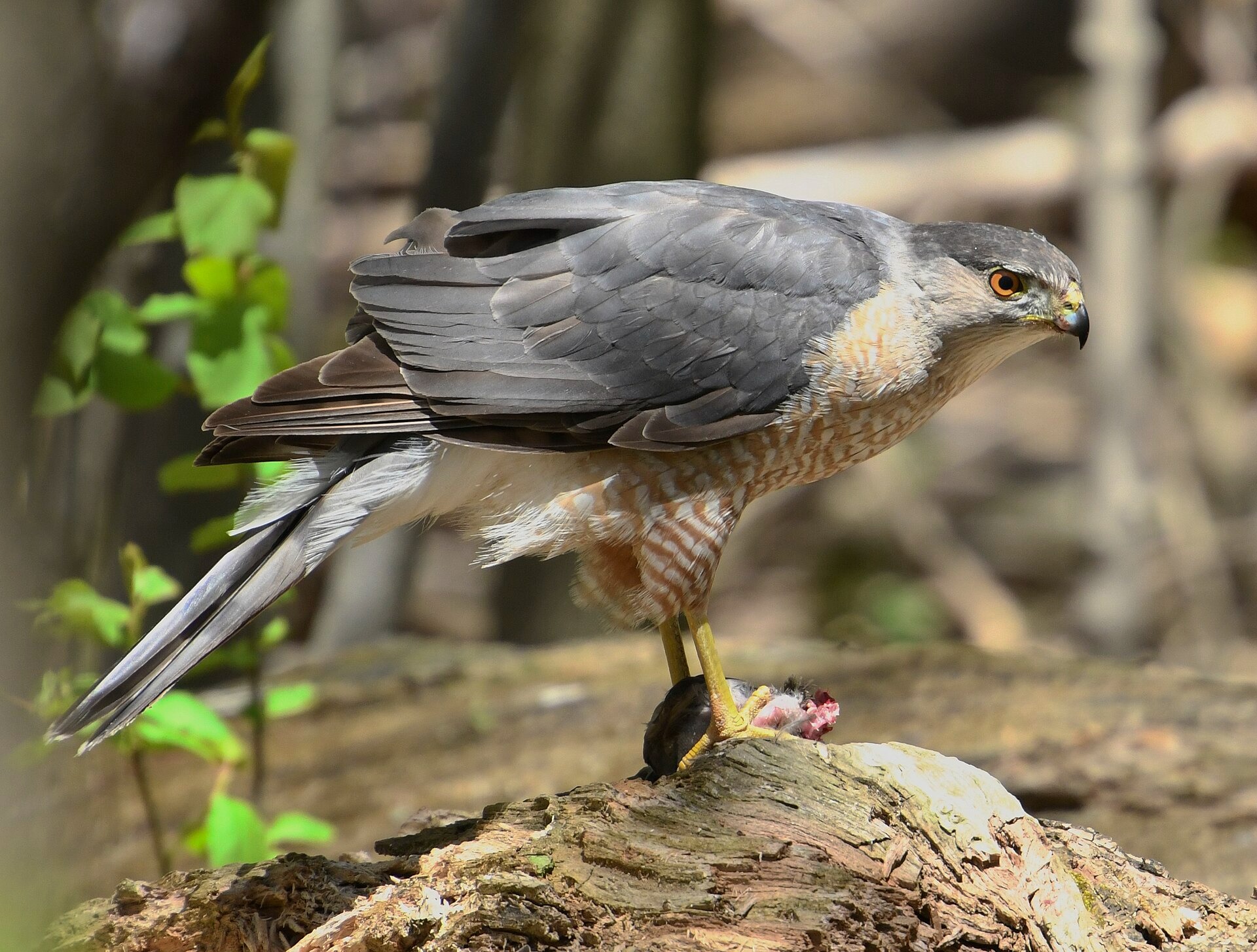 Smart Hawk Uses City Traffic Signal To Hunt Birds!