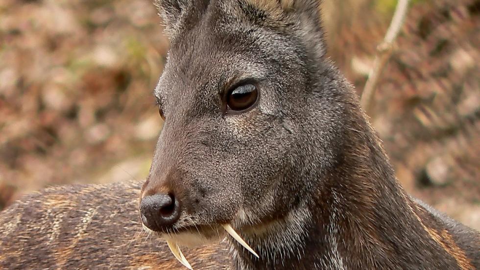 'Vampire Fanged' Deer Sighted In Afghanistan After Sixty-Six Years