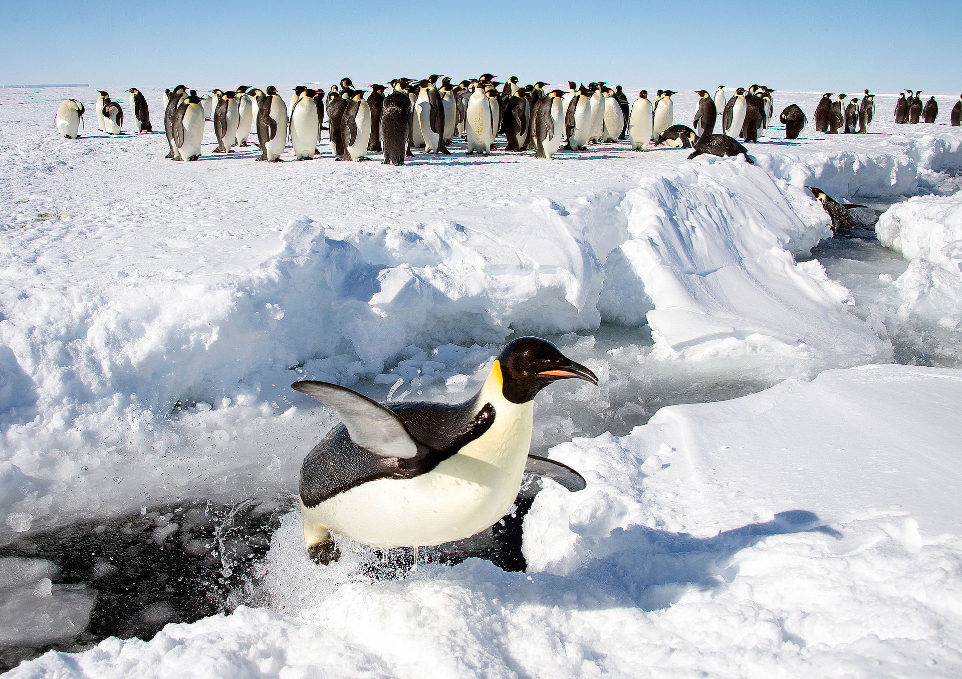 Emperor Penguins Face Risk Of Extinction As Sea Ice Melts