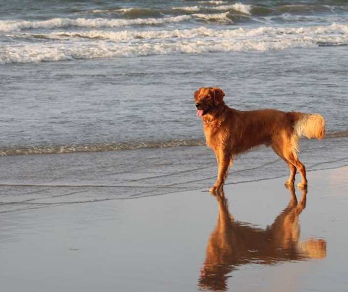 North Carolina Dog Walks Himself To Doggy Daycare To Be With Friends