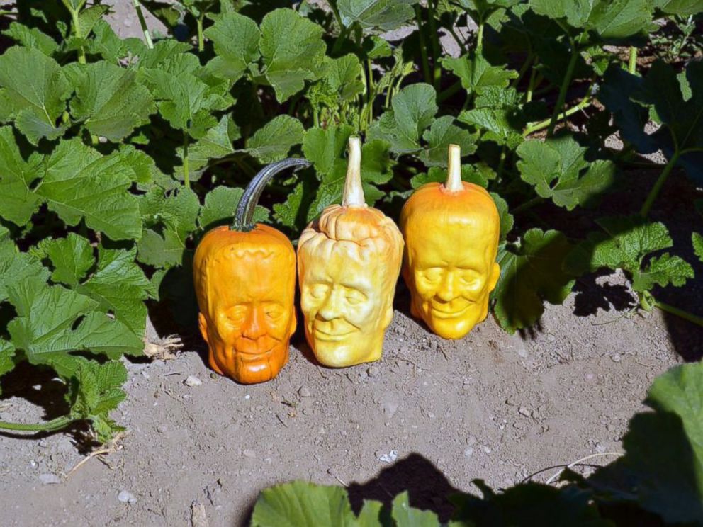 Naturally Ghoulish Pumpkins Alleviate The Need For Carving