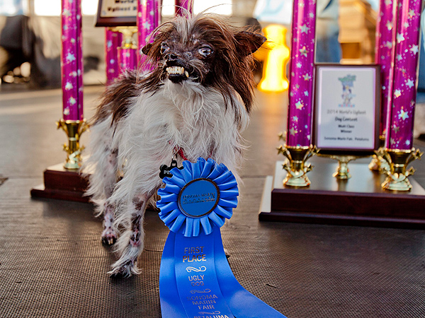 Two-Year-Old Peanut Crowned 'World's Ugliest Dog'
