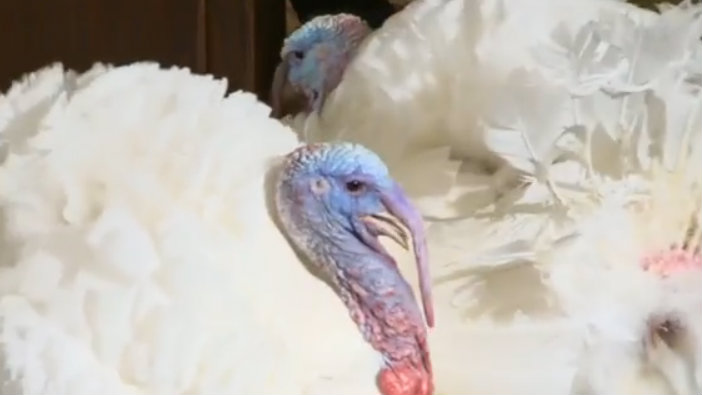 Lucky Ohio Turkeys "Mac" And "Cheese" Trot Away To Retirement!