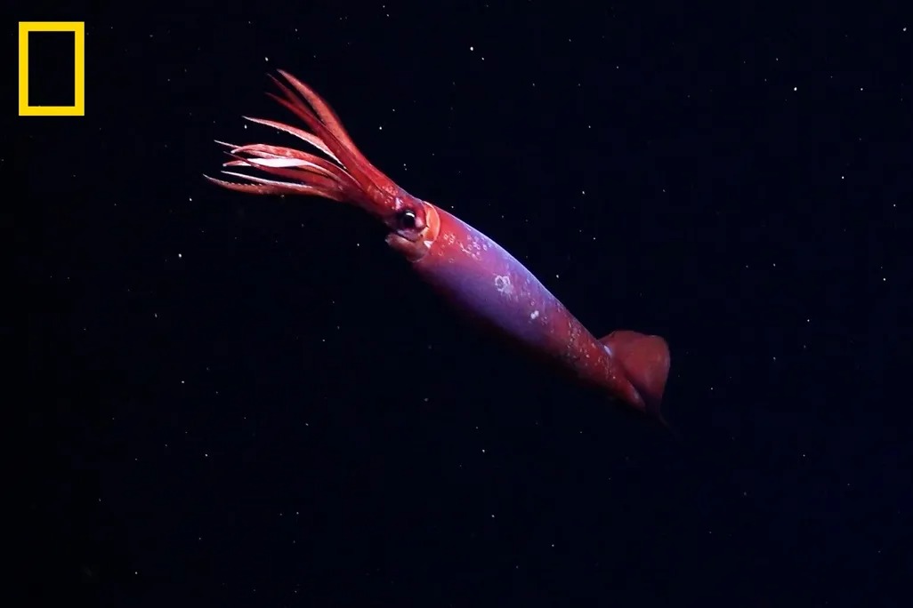 First-Ever Footage of Rare Antarctic Squid Captivates Scientists