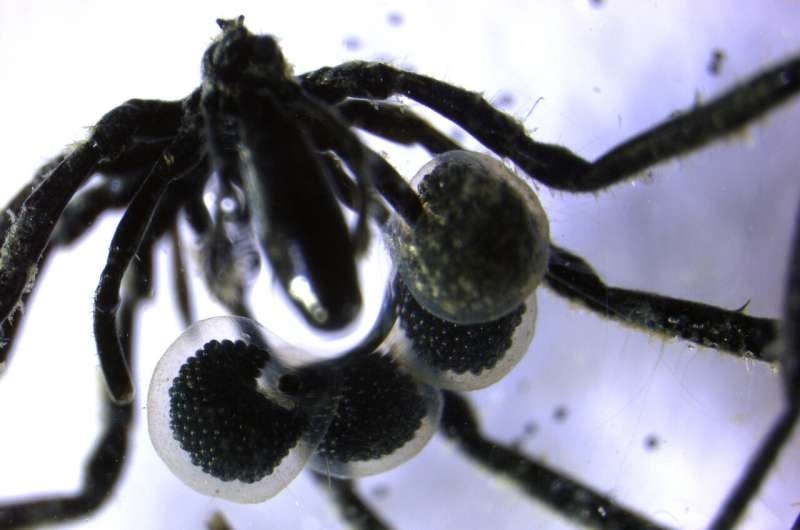 These Sea Spiders Feed On Methane-Eating Microbes