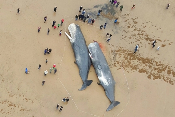 Sperm Whales Washed Up In Germany Had Plastic Waste In Their Stomachs