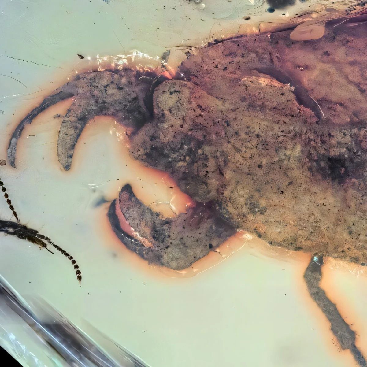 Prehistoric Insect Named After K-pop Group Stray Kids