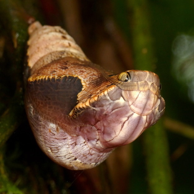 Crafty Butterfly Disguises Its Pupa To Resemble The World's Most Venomous Snake