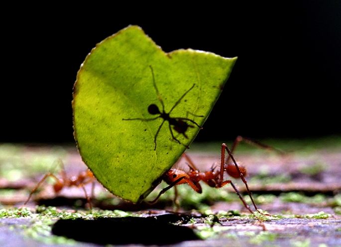 Urban Ants Love Junk Food Almost As Much As Humans
