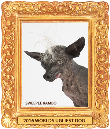 California's "Ugliest Dog" Contest Celebrates Imperfections