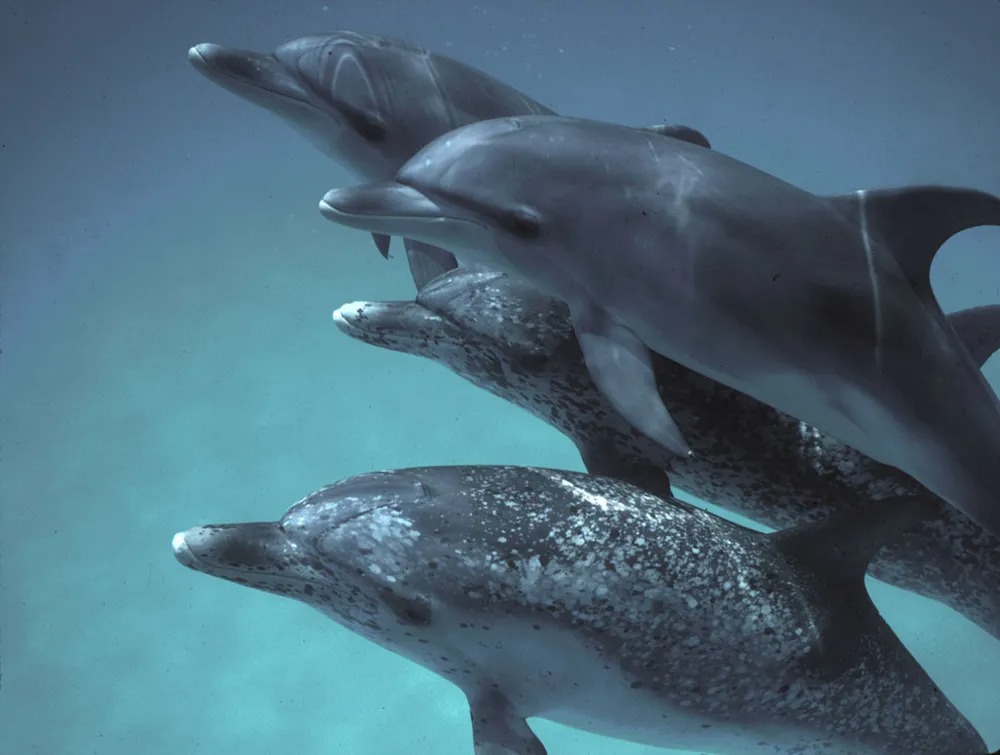Can Artificial Intelligence Help Us Talk To Dolphins?