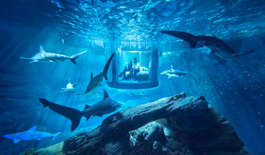 Always Wanted A Sleepover With Sharks? Then You May Want To Read This!