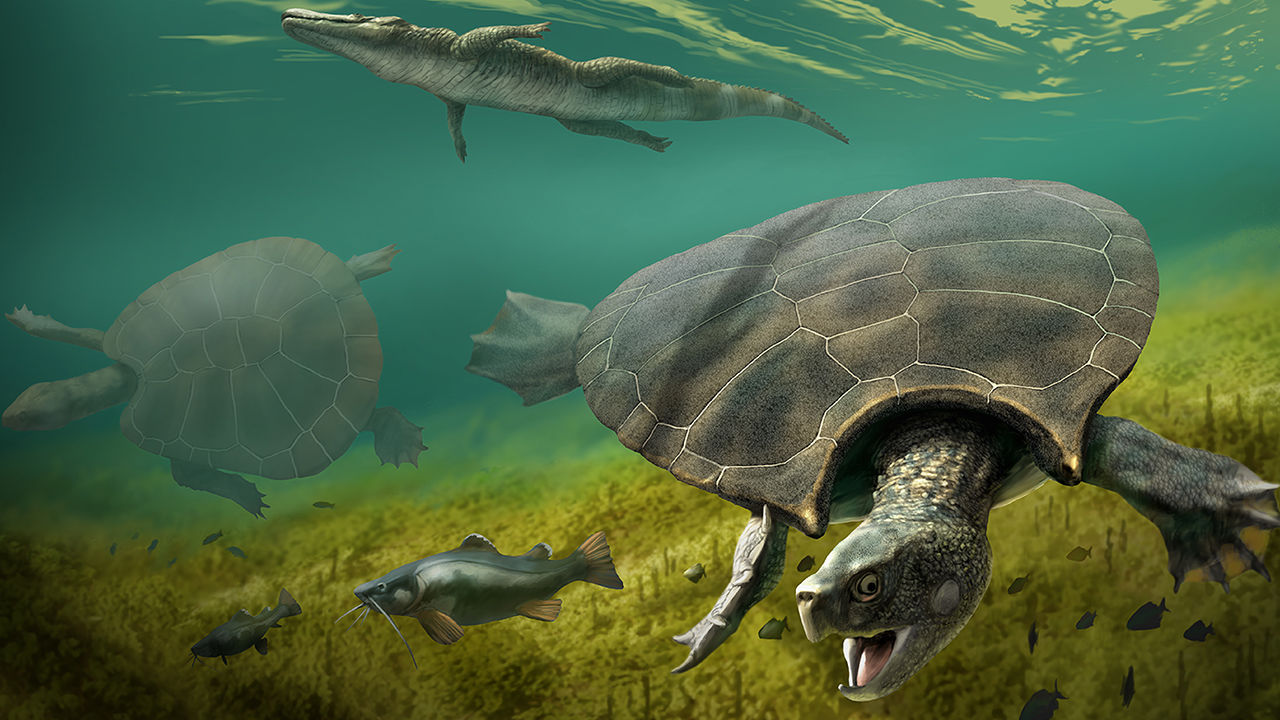 These Car-Sized Turtles Once Prowled The Lakes And Rivers Of Northern South America