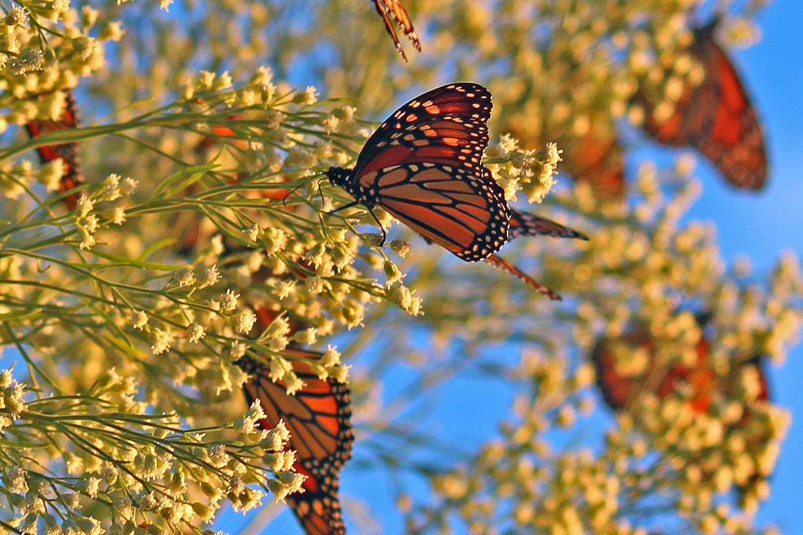 The Fascinating Migration Trek Of Monarch Butterflies Has Begun!