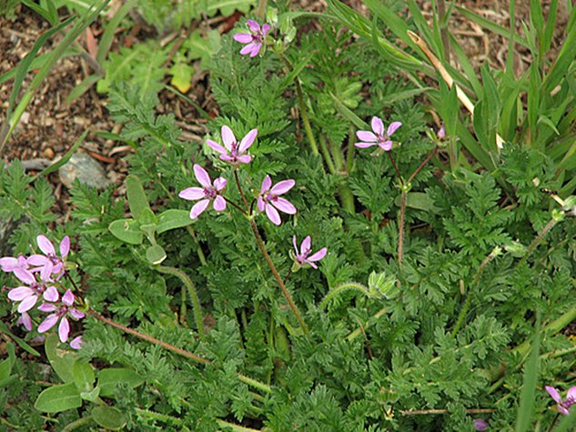 The Ingenious Stork's Bill Seed Plants Itself!