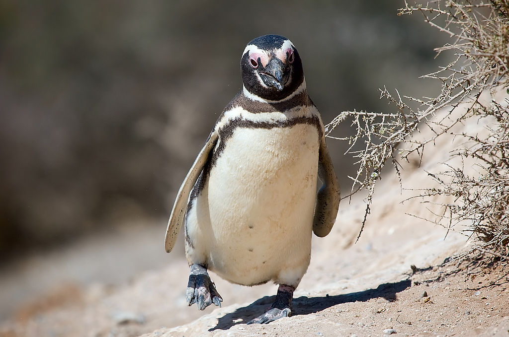Loyal Penguin Returns Annually To Bond With Brazilian Man Who Rescued Him
