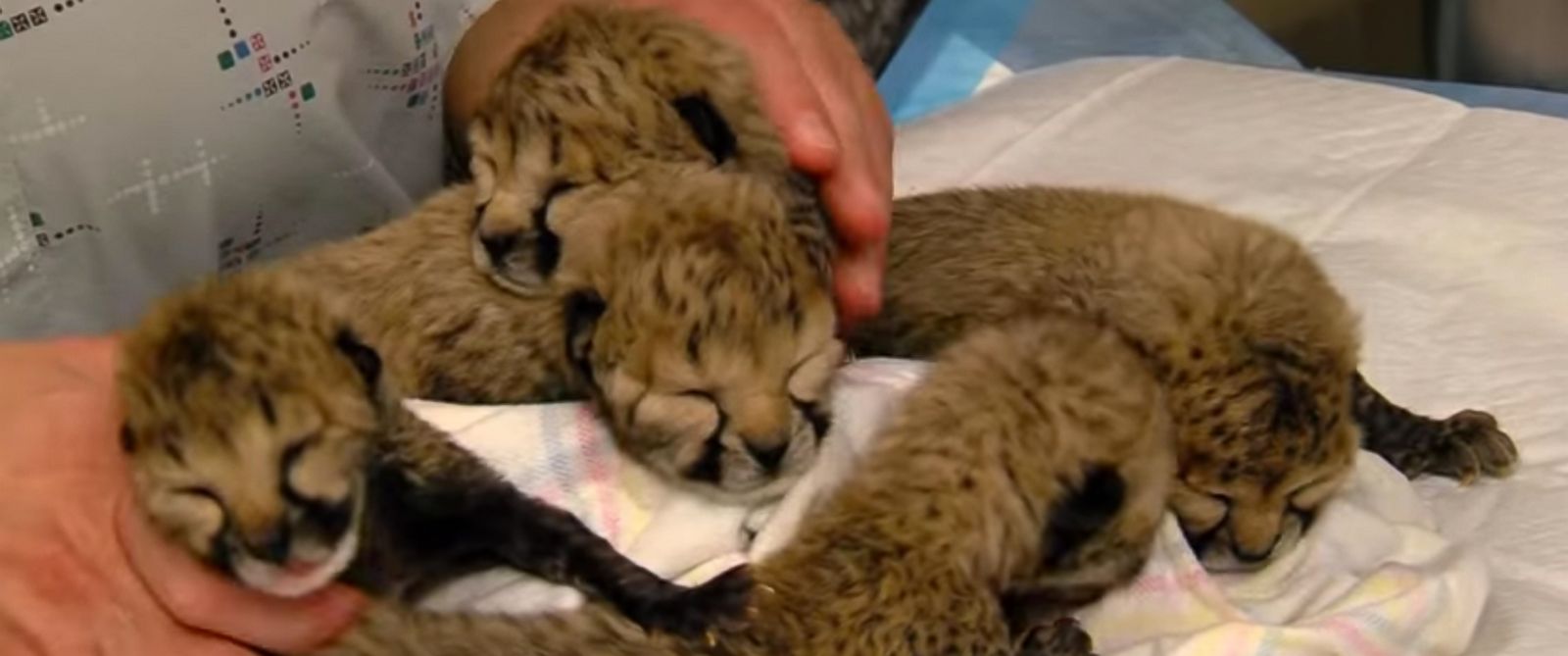 Video Of The Week - Cincinnati Zoo Debuts Adorable Newborn Cheetahs