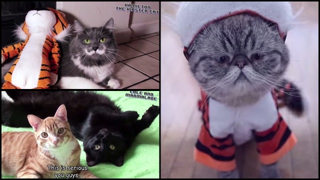 Video Of The Week - Internet Cats Come Together To Save Tigers