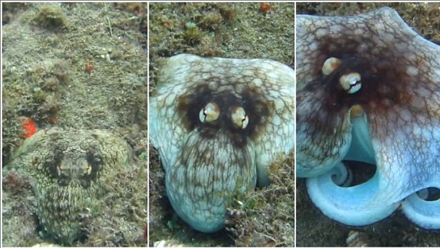 Video Of The Week - Can You Spot The Octopus?