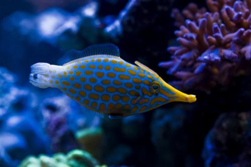 If It Smells Like Coral It Must Be . . . A Fish?