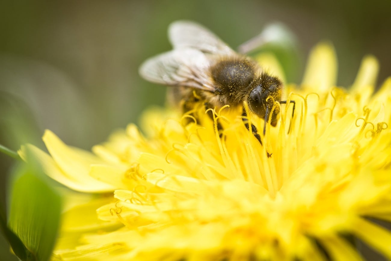 New "Superfood" Could Save Honey Bee Colonies