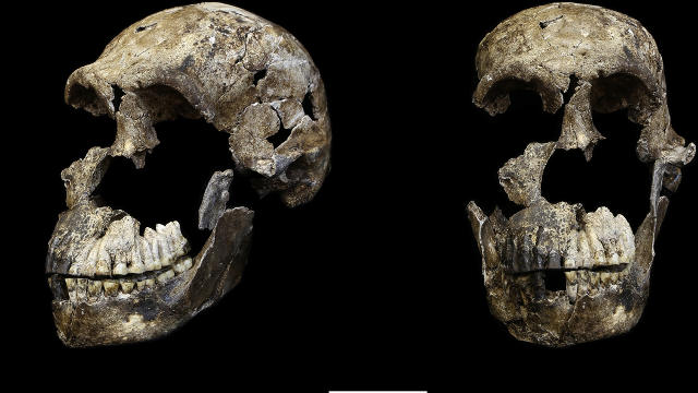 Rare Homo Naledi Juvenile Fossils Provide Clues Into How Early Humans Aged