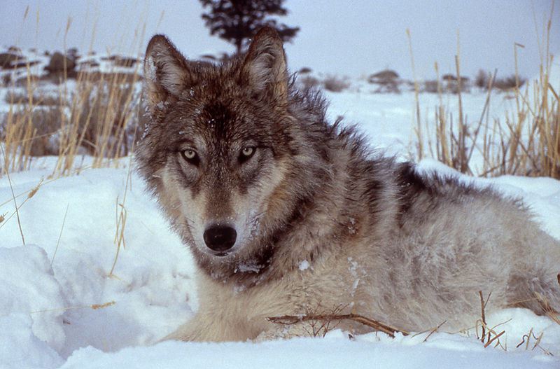 How The Removal Of A 'Nuisance' Predator Wreaked Havoc On Yellowstone National Park's Ecosystem