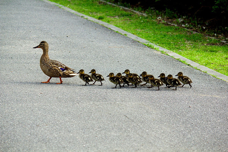 'Imprinting' Causes Baby Ducklings To Believe That A Man Is Their Mother