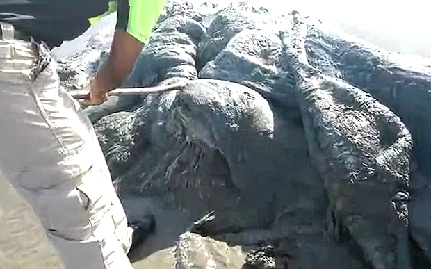 Expert Says Beached 'Sea Monster' In Mexico Is Just The Head Of A Sperm Whale