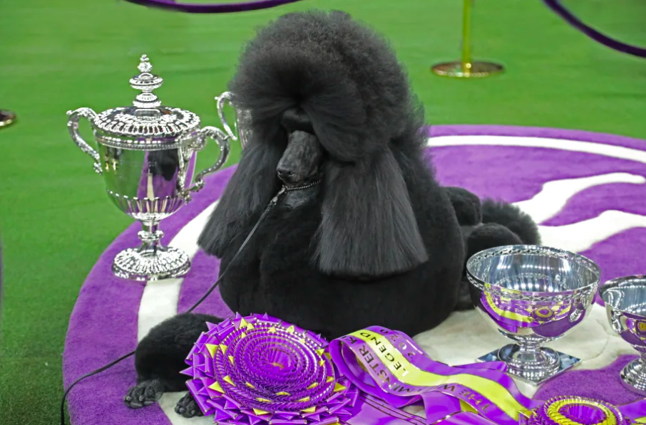 Siba, A Standard Poodle, Crowned Top Dog At Westminster Kennel Club Dog Show