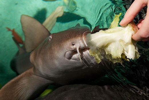 A Shark That Eats Only Celery, Broccoli And Cucumbers? That's Got To Be A First!