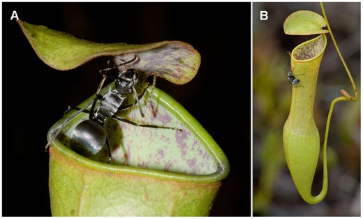 Crafty Pitcher Plant Species Uses Rain To Snags Its Prey