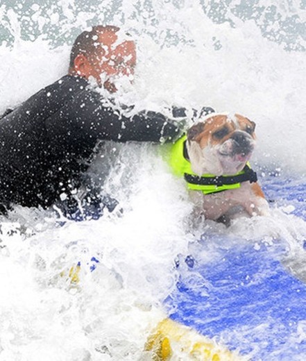 Surfer Dogs Showcase Their Skills At San Diego's Imperial Beach