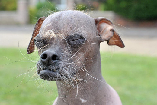 Chinese Crested Canine 'Mugly' Crowned World's Ugliest Dog