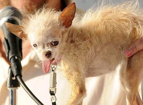 Chinese Crested Chihuahua Crowned 'World's Ugliest Dog'